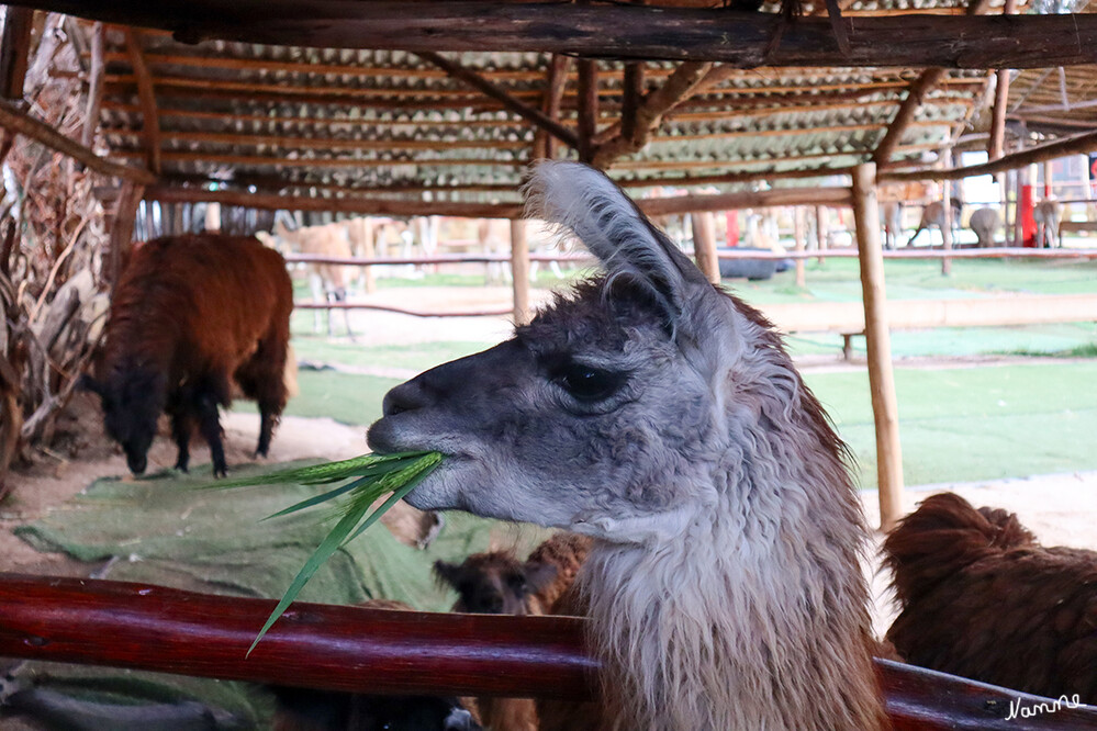 1 Peru Projekt Manos de la Comunidad
Man kann mit den vier Lama Arten, die es in Südamerika gibt und deren Unterarten, auf Tuchfühlung gehen. Es gibt Lamas, Alpacas, Guanacos und sogar die Vicuñas, die hier leben. Wer also etwas feinere Web- oder Strickwaren als Andenken mit nach Hause nehmen möchte, sollte hier einen Halt einlegen.
Schlüsselwörter: Peru