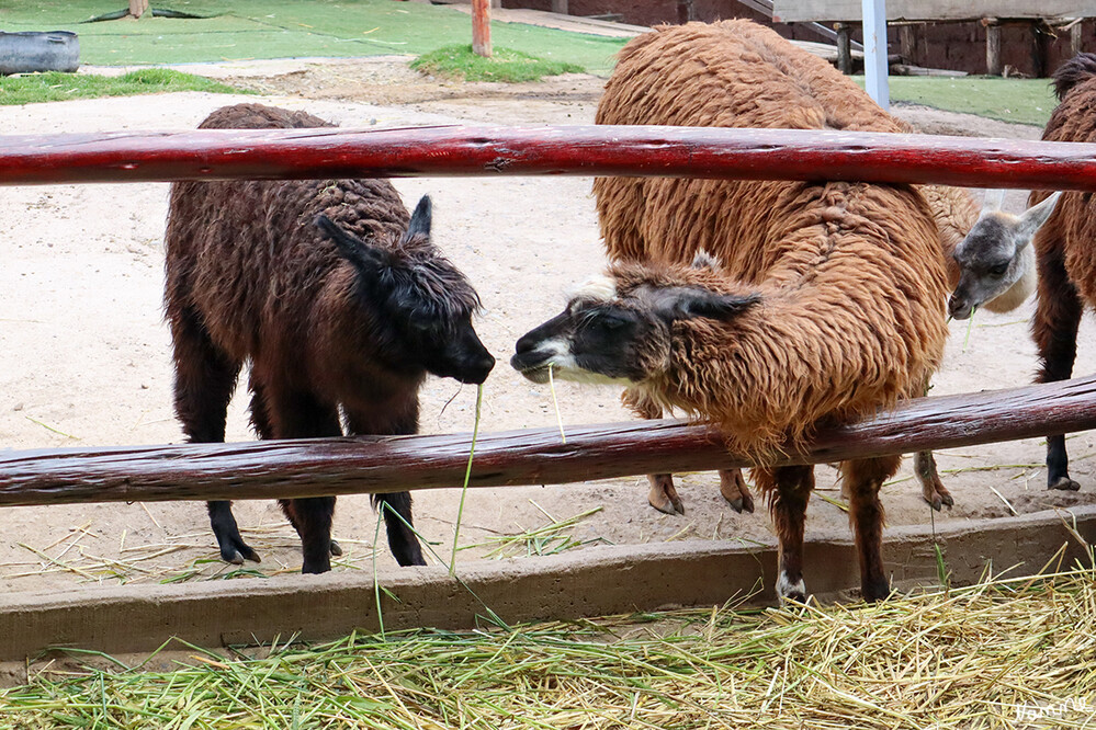 1 Peru Projekt Manos de la Comunidad
Man kann mit den vier Lama Arten, die es in Südamerika gibt und deren Unterarten, auf Tuchfühlung gehen. Es gibt Lamas, Alpacas, Guanacos und sogar die Vicuñas, die hier leben. Wer also etwas feinere Web- oder Strickwaren als Andenken mit nach Hause nehmen möchte, sollte hier einen Halt einlegen.
Schlüsselwörter: Peru