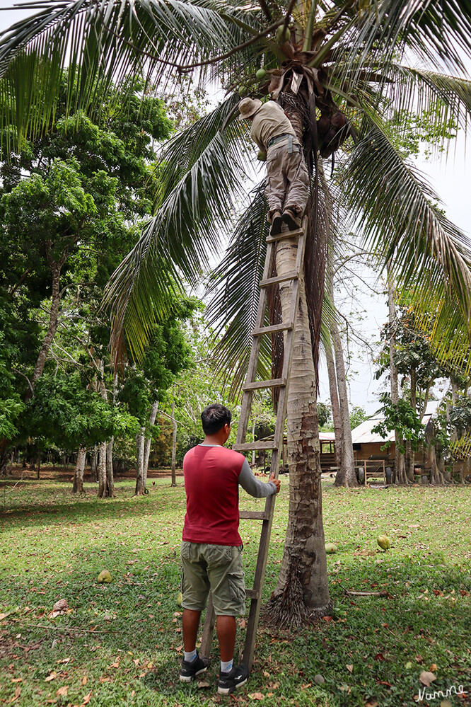 1 Peru Puerto Maldonado Besuch einer Chacra (Plantage)
Chacra - hierbei handelt es sich um ein Stück Land, das von einer örtlichen Familie bewohnt und bewirtschaftet wird.
Schlüsselwörter: peru