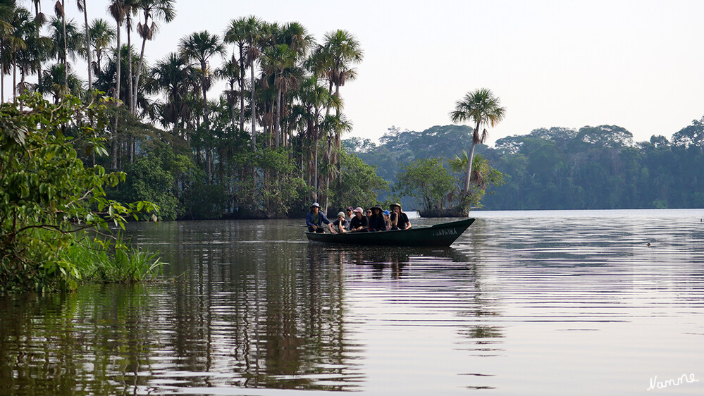 1 Peru Puerto Maldonado Auf dem Sandoval-See
Die Durchschnittstemperatur des etwa 3 Kilometer langen, etwa 1 Kilometer breiten und bis zu 3 Meter tiefen Gewässers beträgt 26 °C.  laut Wikipedia
Schlüsselwörter: Peru