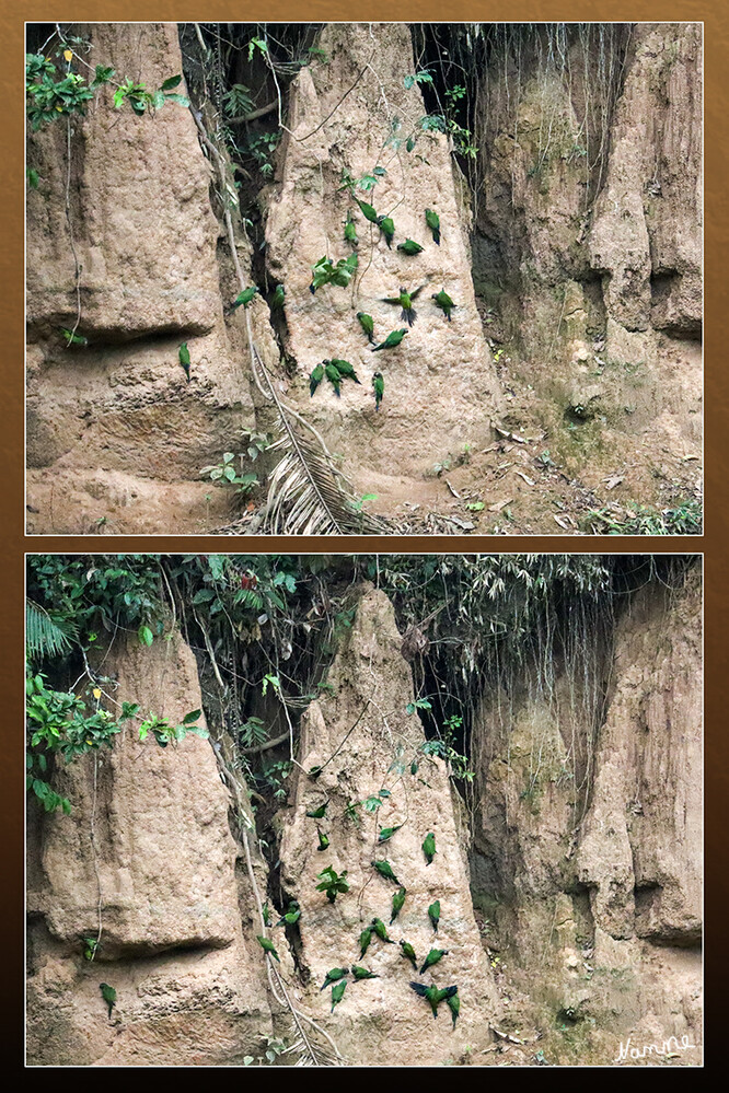 1 Peru Puerto Maldonado Papageien an der Salzlecke
Früh morgens ging es in den Regenwald zur Salzlecke. Es dauerte eine Weile bis die kleinen grünen sich trauten. Plötzlich waren alle weg. Die großen Aras kamen garnicht. Schade
Schlüsselwörter: Peru