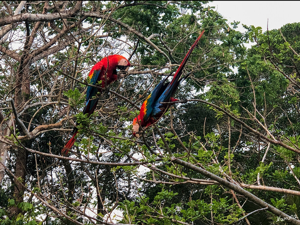 1 Peru Puerto Maldonado Papageien der Lodges
Die Aras lebten auf der Anlage. Sie kamen um sich Futter beim Koch abzuholen. 
Schlüsselwörter: Peru