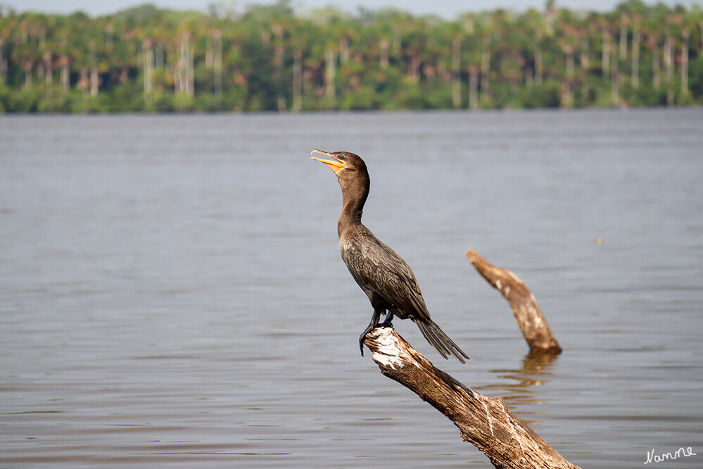 1 Peru Puerto Maldonado Auf dem Sandoval-See
Zur Fauna des Lago Sandoval zählen viele verschiedene Vogelarten, unter anderen Guacamayos und Kormorane. laut Wikipedia
Schlüsselwörter: Peru