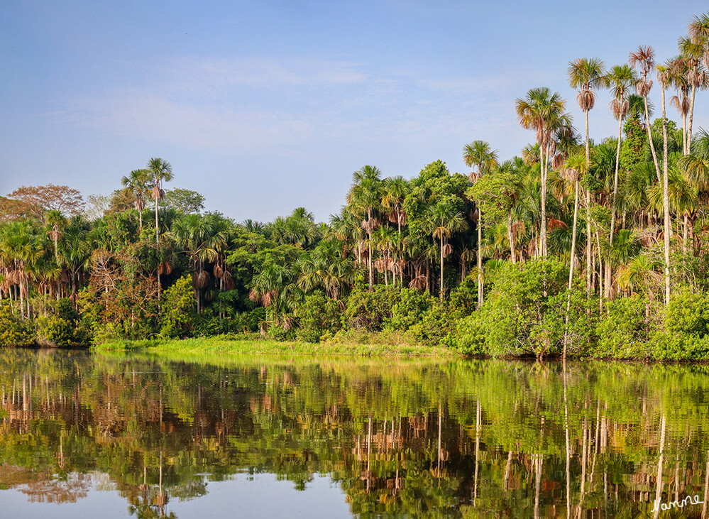 1 Peru Puerto Maldonado Auf dem Sandoval-See
Die Ufervegetation wird von der Aguaje-Palme dominiert. Umgeben ist der See von Schilfflächen und Sümpfen. laut Wikipedia
Schlüsselwörter: Peru