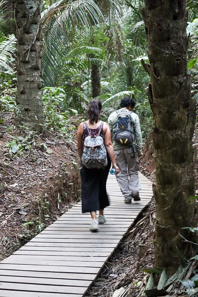 1 Peru Puerto Maldonado Weg zum Sandoval-See
Nun folgt eine ca. 3km lange Wanderung.
Reserva Nacional Tambopata ist ein nationales Schutzgebiet in Südost-Peru in der Region Madre de Dios.  Es dient der Erhaltung der tropischen Regenwälder südlich des Flusses Río Madre de Dios und damit einem Ökosystem bedrohter Pflanzen- und Tierarten. laut Wikipedia
Schlüsselwörter: Peru