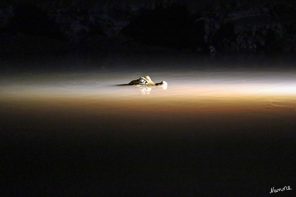 1 Peru Puerto Maldonado Kaiman
Abends machten wir mit einem Boot eine Nachttour. Unsere Reiseleitung hatte ein Gefühl für die Tiere und wo sie sich aufhielten.
Schlüsselwörter: Peru