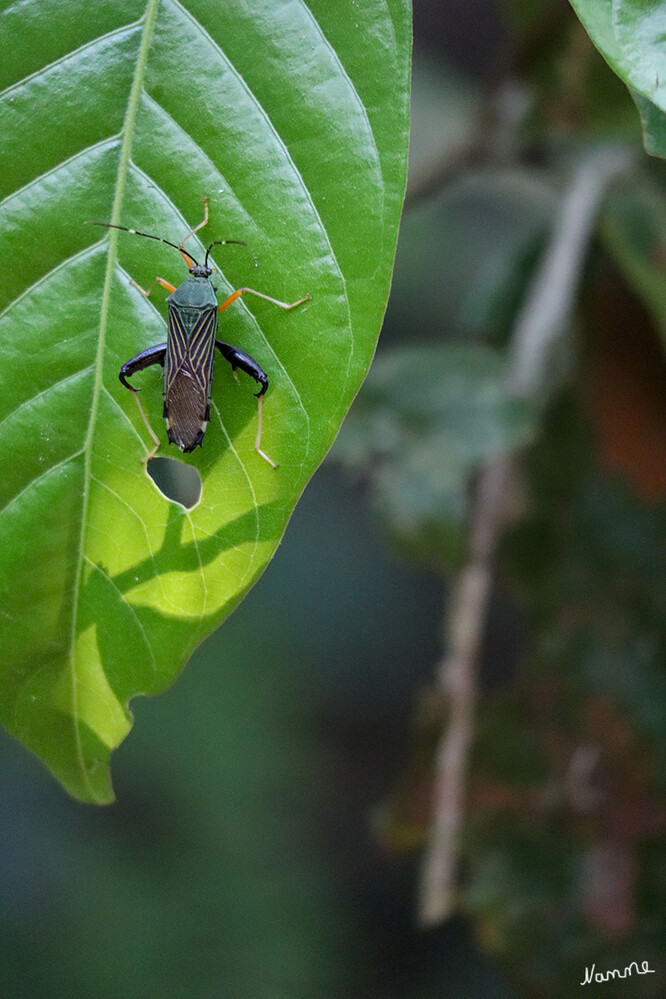 1 Peru Puerto Maldonado Im Regenwald
Käfer
Schlüsselwörter: Peru