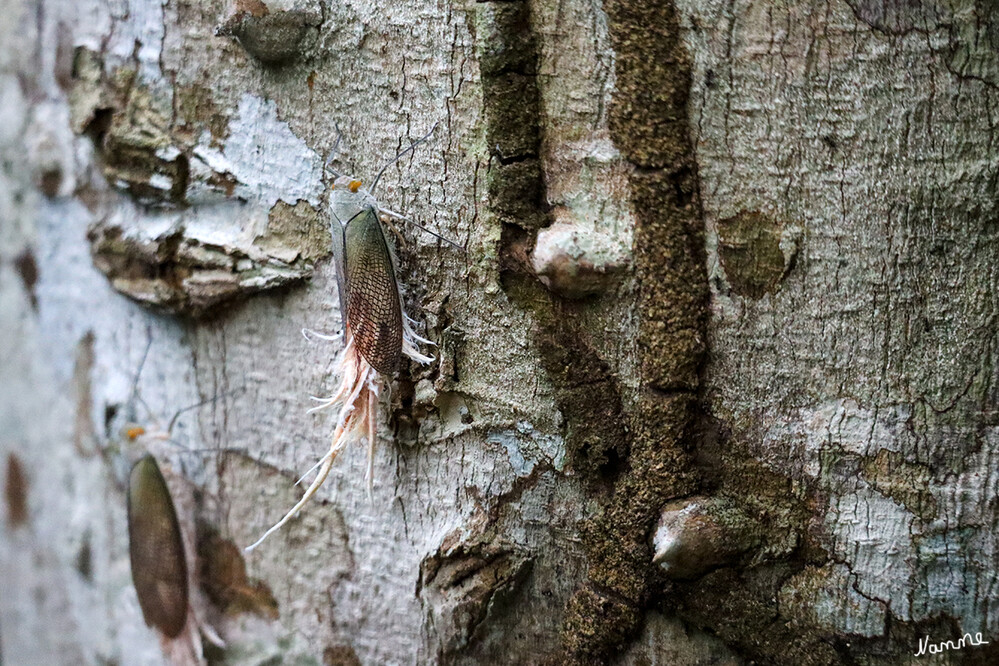 1 Peru Puerto Maldonado 
Käfer im Regenwald
Schlüsselwörter: Peru