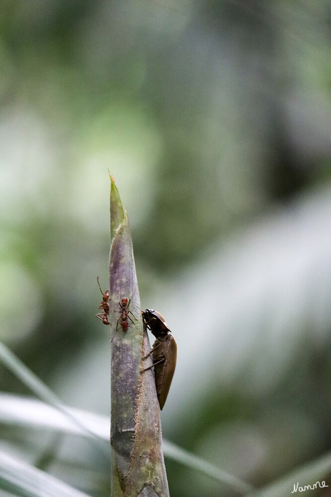 1 Peru Puerto Maldonado 
Käfer im Regenwald
Schlüsselwörter: Peru