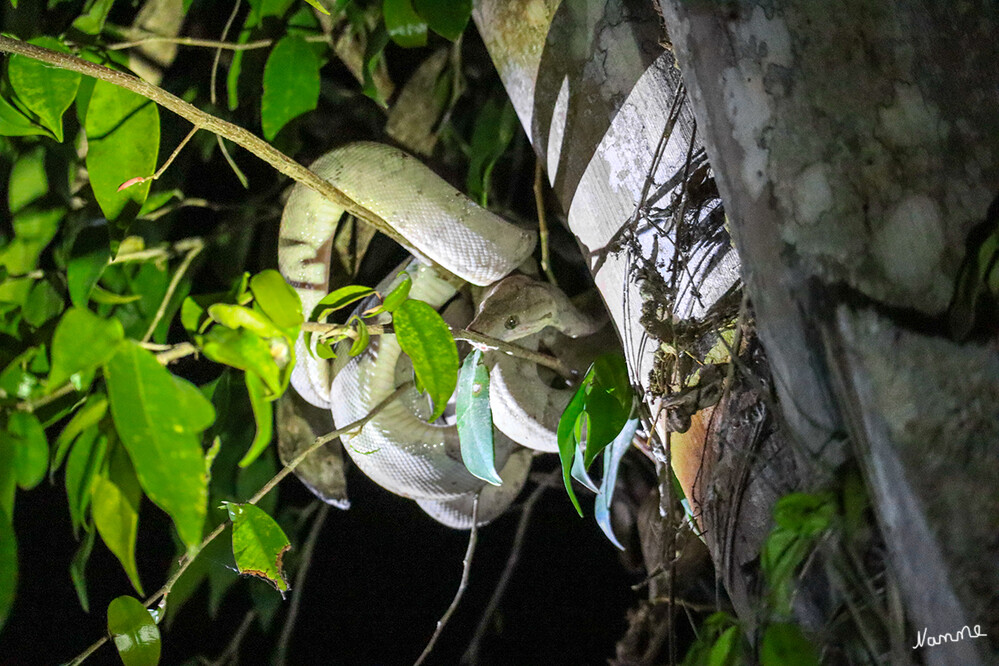 1 Peru Puerto Maldonado Schlange
Sogar eine kleine Schlange wurde bei der Rückkehr entdeckt. Sie war durch das Licht ein wenig verschreckt. 
Schlüsselwörter: Peru
