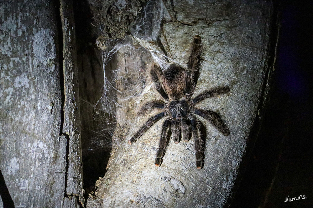 1 Peru Puerto Maldonado Vogelspinne
Diese Vogelspinne wohnte in einem Baum in der Nähe unseres Speisesaals. Tagsüber lies sie sich nicht blicken. Bei Dunkelheit kam sie raus.
Schlüsselwörter: Peru