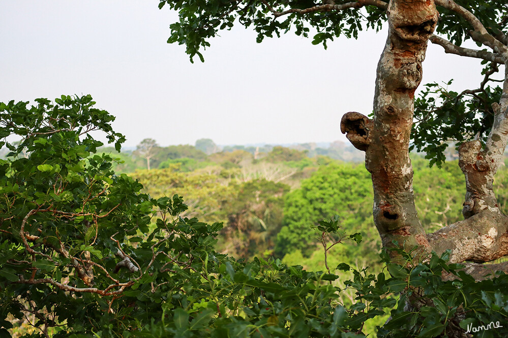 1 Peru Puerto Maldonado Im Regenwald
Der Blick von einem Aussichtsturm hoch über den Wipfeln der meisten Bäume
Schlüsselwörter: Peru