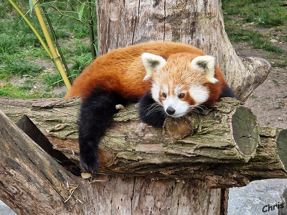 Tierpark Berlin - Roter Panda
Kleine Pandas führen ein paradiesisches Leben, könnte man meinen: Die meiste Zeit verbringen sie fressend oder schlafend. Für etwas anderes haben sie aber schlicht keine Zeit: Das bevorzugte Futter dieser Tiere sind die energiearmen Bambusblätter. Um genug Energie zu bekommen, sind Kleine Pandas gezwungen, sehr viel Bambus zu fressen. laut tierpark-berlin
Schlüsselwörter: Berlin