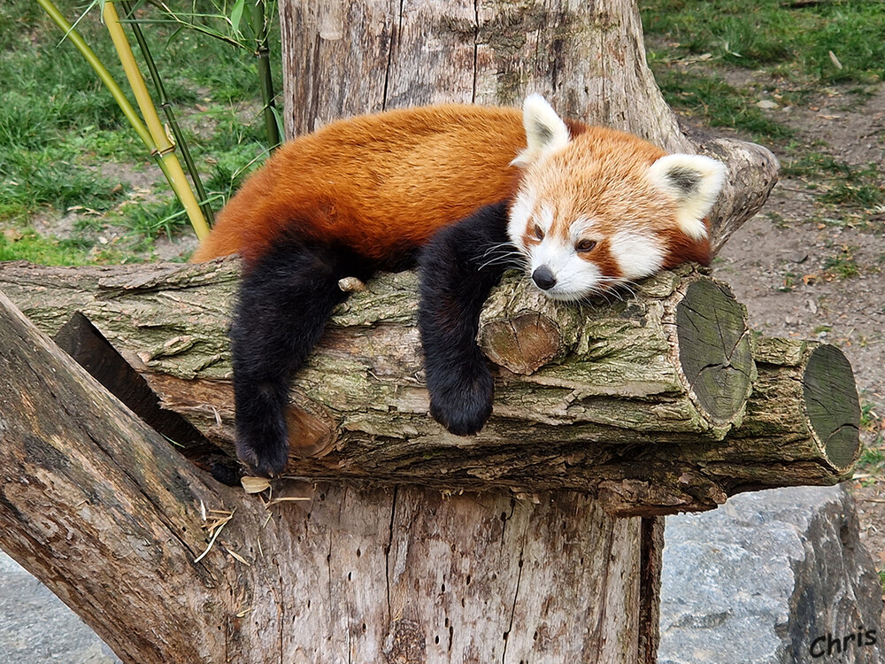 Tierpark Berlin - Roter Panda
Kleine Pandas haben dichte Haare an den Sohlen ihrer Pfoten. Die wärmen nicht nur, wenn die Tiere über Eis und Schnee laufen. Haarige Sohlen sind auch eine hervorragende Antirutschbeschichtung. Das ist sehr praktisch, wenn man auf feuchte, und deshalb rutschige, Äste klettern muss. laut tierpark-berlin
Schlüsselwörter: Berlin