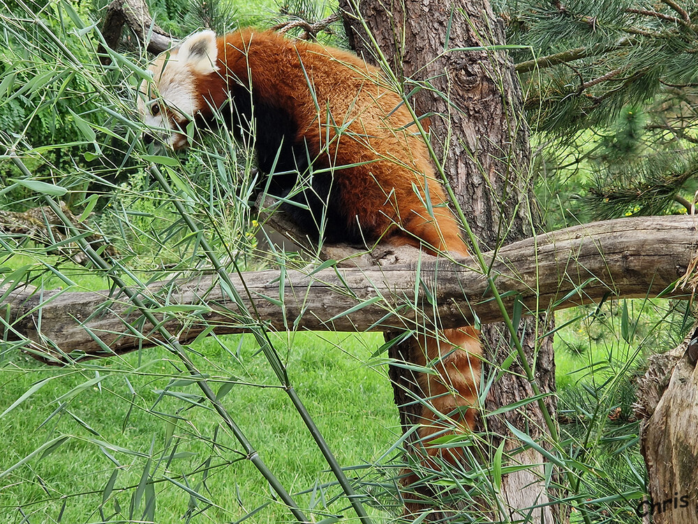 Tierpark Berlin - Roter Panda
Kleine Pandas führen ein paradiesisches Leben, könnte man meinen: Die meiste Zeit verbringen sie fressend oder schlafend. Für etwas anderes haben sie aber schlicht keine Zeit: Das bevorzugte Futter dieser Tiere sind die energiearmen Bambusblätter. Um genug Energie zu bekommen, sind Kleine Pandas gezwungen, sehr viel Bambus zu fressen. laut tierpark-berlin
Schlüsselwörter: Berlin