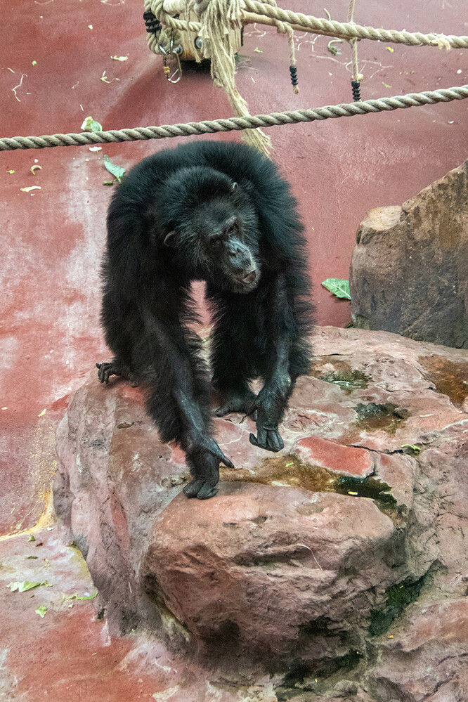 Zoom - Schimpanse
Jo
Schlüsselwörter: ZOOM Erlebniswelt; Gelsenkirchen;