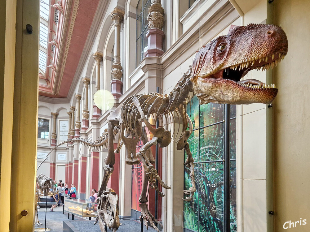 Naturkundemuseum
Der Allosaurus fragilis gehört zur Dinosauriergruppe der Theropoden. Zu dieser gehört auch der in der Kreidezeit lebende Tyrannosaurus rex. Allosaurier waren die größten Fleischfresser des Oberen Jura. laut museumfuernaturkunde
Schlüsselwörter: Berlin