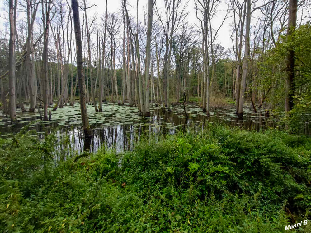 Biberstausee
bei Wildenrath
