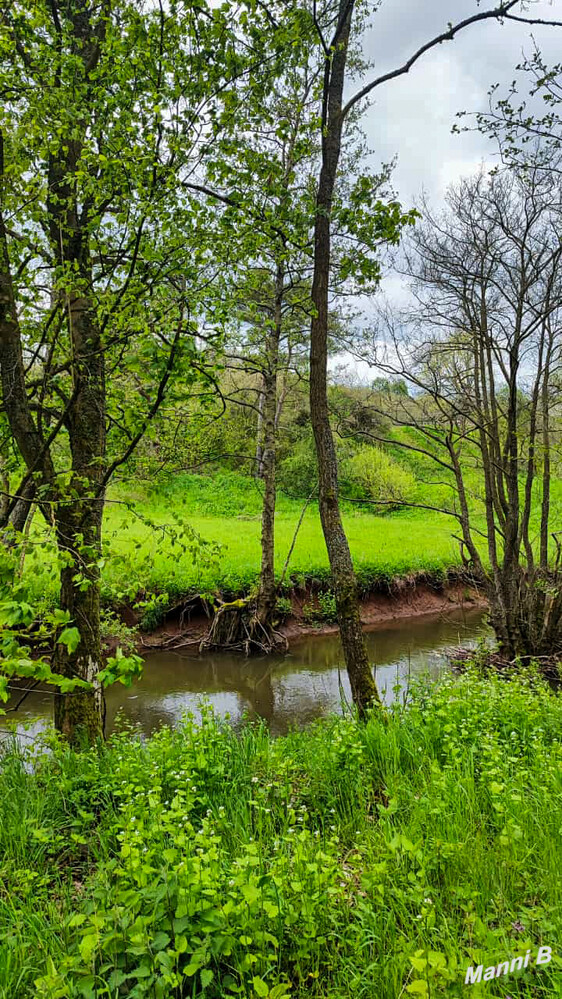 Mangrovenartiger Baum
siehe Wurzeln
Schlüsselwörter: Eifel