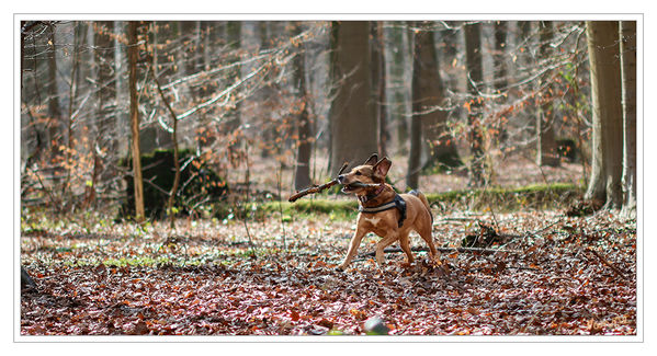 Nicht Ringträger....
sondern Beuteträger
Schlüsselwörter: Hund