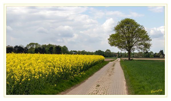 17 - Mein Freund der Baum
Schlüsselwörter: Raps, Baum