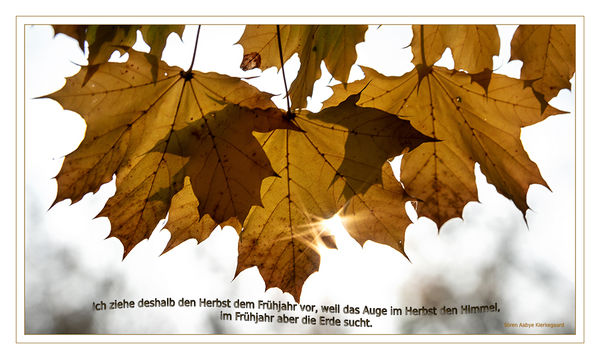 Herbst
Schlüsselwörter: Sonne, Blätter, Herbst