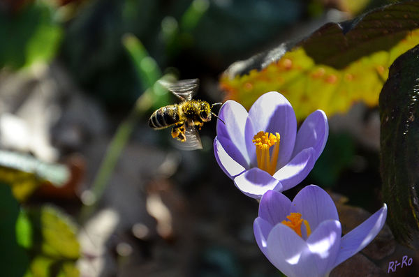 2 - Bin wieder da
Biene mit vollen Höschen am Krokus.
Schlüsselwörter: Krokus. Biene