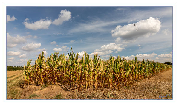 Maisfeld
Durch die lange Trockenheit in diesem Sommer hat gerade auch der Mais ordentlich gelitten. Mancherorts ist er sogar völlig vertrocknet. 
Schlüsselwörter: Maisfeld