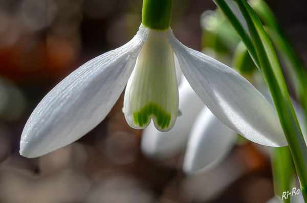 Blüte
vom Schneeglöckchen
Schlüsselwörter: Schneeglöckchen