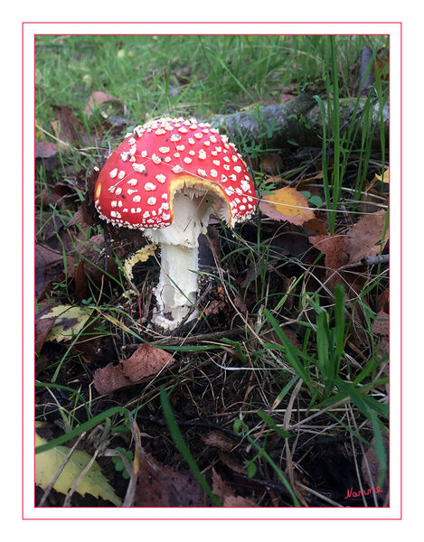 Angeknabbert
Der Fruchtkörper des Fliegenpilzes Amanita muscaria aus der Familie der Amanitaceae kommt vor allem im Sommer und Herbst unter Nadelbäumen und Birken vor. Aufgrund seines orangen oder roten Hutes mit den weissen Flecken und des weissen Stiels ist er in der Regel einfach erkennbar.
Fliegenpilze haben eine grosse kulturelle Bedeutung. Sie gelten als ikonisches Beispiel eines Pilzes, sollen Glück bringen, werden für Dekorationen verwendet (z.B. Weihnachten) und kommen in der Literatur und Populärkultur vor (z.B. Super Mario, die Schlümpfe). laut pharmawiki.ch
Schlüsselwörter: Pilz; Pilze