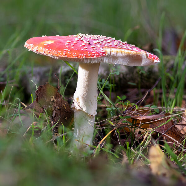 Fliegenpilz
Hut: bis 18 Zentimeter breit, leuchtendrot mit weißen Tupfen, die bei Regen fehlen. Haut abziehbar
Lamellen: weiß, weich
Stiel: bis 20 Zentimeter lang, weiß, Knolle warzig gezont (ohne Scheide beim Fliegenpilz der Typusvarietät muscaria, jedoch bei aureola)
Fleisch: weiß, ziemlich weich
Vorkommen: unter Fichten und Birken, selten unter anderen Bäumen
laut Wikipedia
Schlüsselwörter: Pilz; Pilze