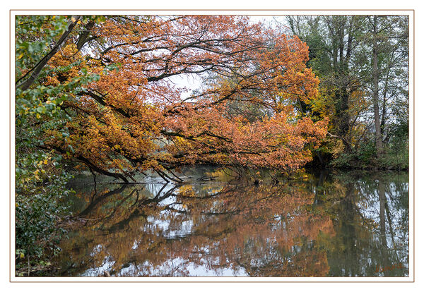 Herbstfarben
An der Erft
Schlüsselwörter: Herbst; Erft