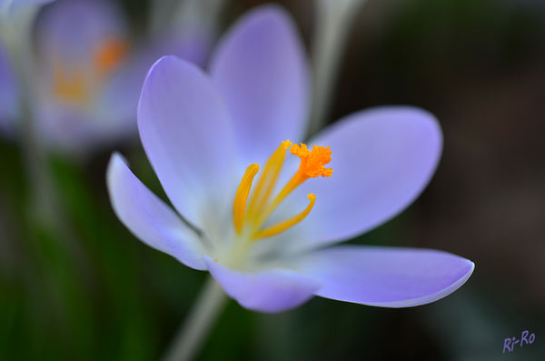 Mein Stempel
Krokus im Sonnenlicht.
Schlüsselwörter: Krokus