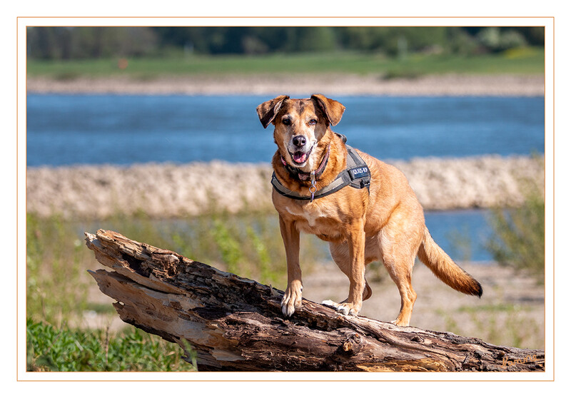 Ich sehe dich!
Schlüsselwörter: Rhein; Hund