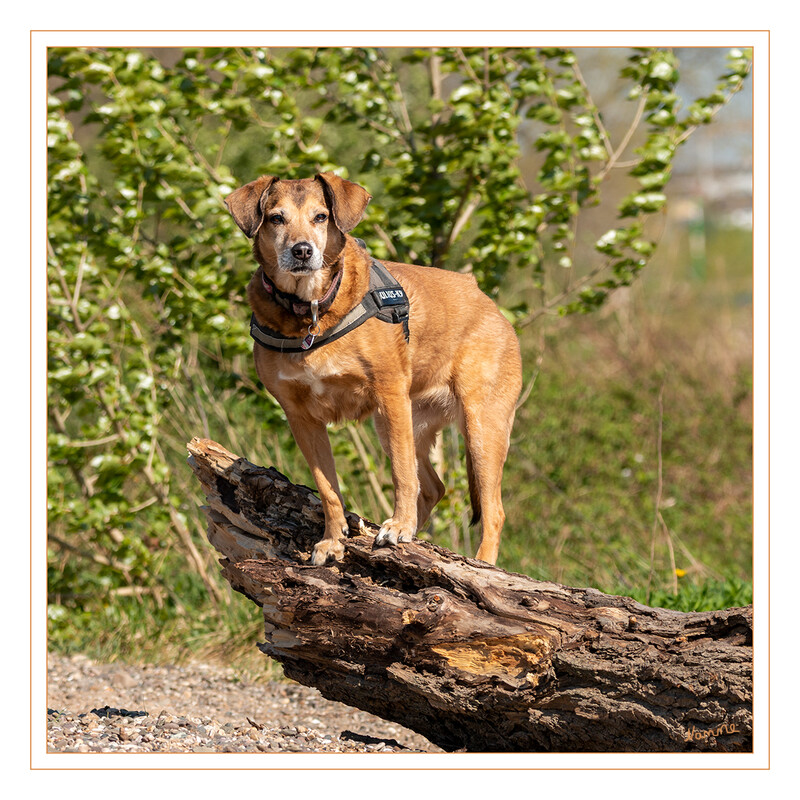 Ich passe auf
Schlüsselwörter: Rhein; Hund