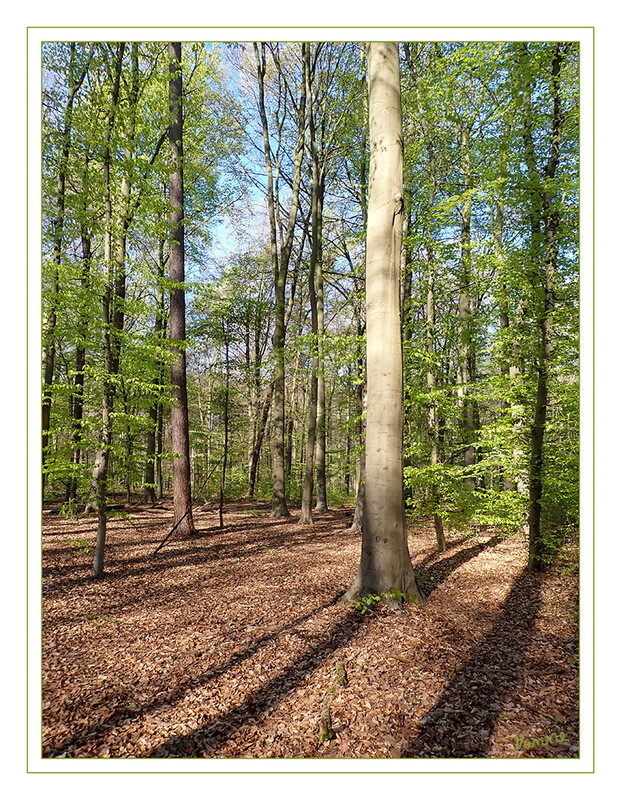 Es grünt so schön
Die Natur legt richtig los.
Schlüsselwörter: Wald, Bäume, grün