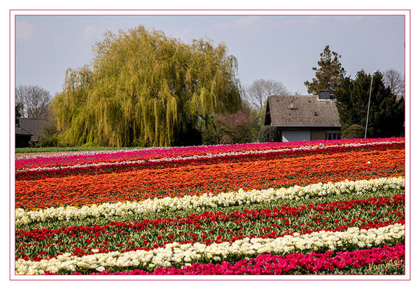 Tulpenlandschaft
Eine der beliebtesten Frühlingsblumen ist die Tulpe (Tulipa). Mehr als 5000 verschiedene Sorten sind bekannt. Je nach Art treibt die Tulpe zwischen März und Mai ihre glockenförmigen Blüten aus der Zwiebel. Ihre Blütenfarbe variiert von weiß, gelb, orange, rosa, rot über blau bis schwarz. Die Blütenblätter können geflammt und gefedert sein. laut planet-wissen
