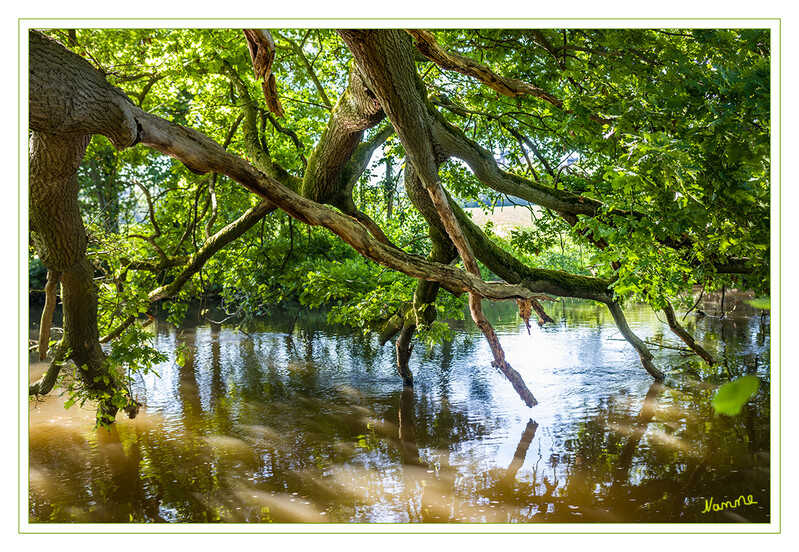 Wilde Natur
Selikumer Park 
Schlüsselwörter: Selikumer Park