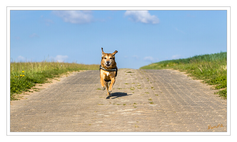 Mit Freude unterwegs
Schlüsselwörter: Hund