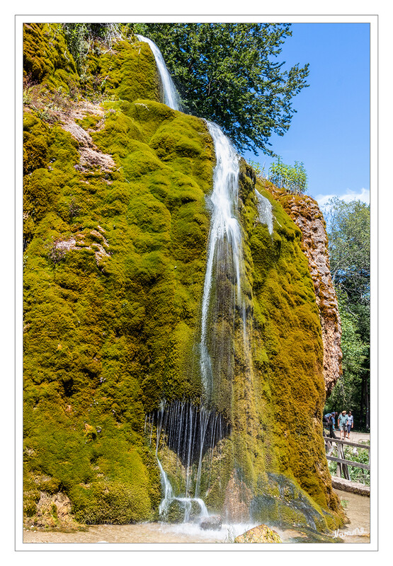 Wasserfall Dreimühlen
Der Wasserfall von Dreimühlen liegt südlich von Ahütte und darf als einer der interessantesten Wasserfälle in der gesamten Eifel gelten. Er ist durch Ablagerungen von drei stark karbonathaltigen Zuflüssen des Ahbaches entstanden. Solche Karbonatablagerungen heißen Karbonat-Sintergesteine (Travertin). Wegen seiner Einmaligkeit wurde der Wasserfall von Dreimühlen zum Naturdenkmal erklärt. laut Eifel.de
Schlüsselwörter: Eifel; Rheinland-Pfalz; Vulkaneifel;