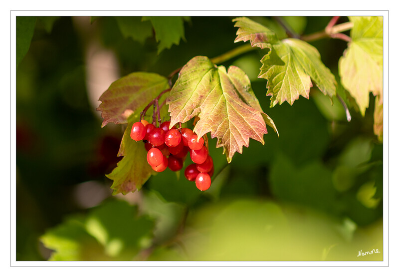 Es wird herbstlich
Schlüsselwörter: Beeren; rot