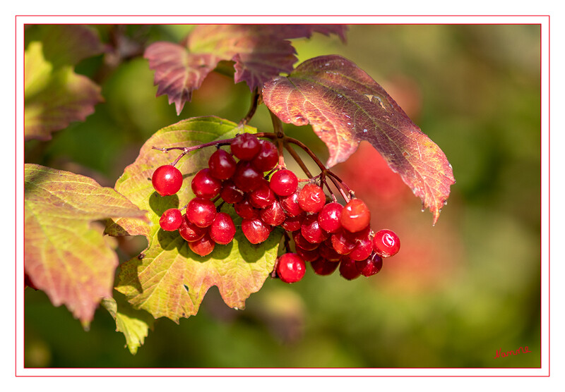 39 - Es wird herbstlich
2020
Schlüsselwörter: Beeren; rot