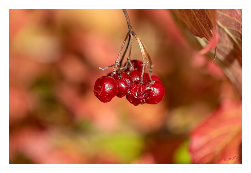 Rot
Es wird herbstlich
Schlüsselwörter: Beeren