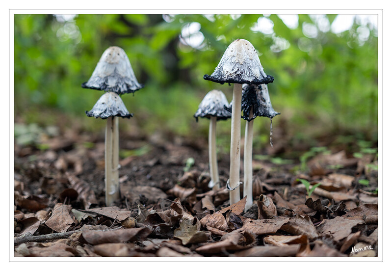 Schopf-Tintling
auch Spargelpilz, Porzellantintling, Tintenpilz oder inkorrekt Tintenschopfling genannt, ist eine Pilzart aus der Familie der Champignonverwandten. laut Wikipedia
Schlüsselwörter: Pilz; Pilze; Tintling