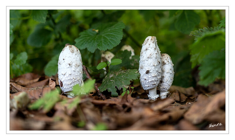 Schopf-Tintling
Meine ersten Fotos von Pilzen in diesem Jahr
Schlüsselwörter: Pilz; Pilze; Tintling