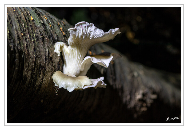 Weißer Baumpilz
Schlüsselwörter: Pilz; Pilze;