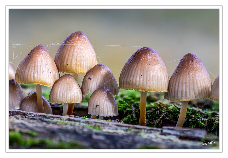 Großfamilie
von Minipilzen
Schlüsselwörter: Pilz; Pilze;