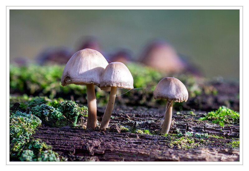 Drei Minipilze
Schlüsselwörter: Pilz; Pilze;