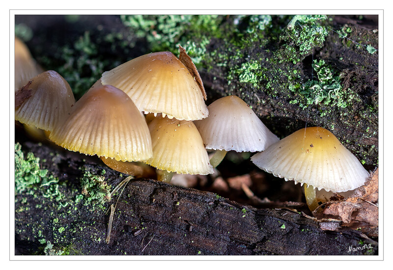 Minipilze
Als Baumpilze werden im weitesten Sinne alle Pilze bezeichnet, die Holz besiedeln und abbauen (Xylobionten). Diese Pilze werden wissenschaftlich als lignicole Pilze bezeichnet. Dabei handelt es sich um eine sehr große ökologische Gruppe, die Arten verschiedener Pilzgruppen einschließt. laut Wikipedia
Schlüsselwörter: Pilz; Pilze;