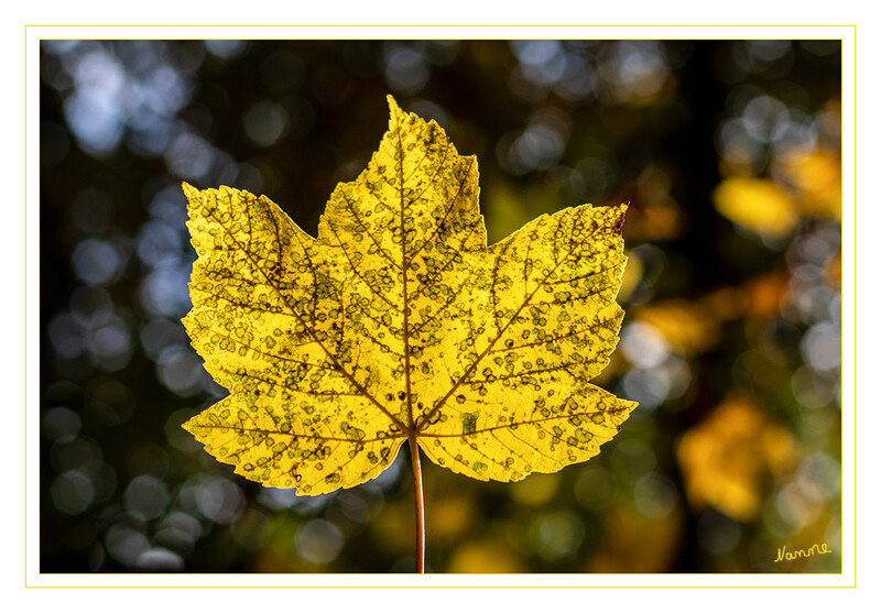 Herbstblatt
im Gegenlicht
Schlüsselwörter: Blatt; Blätter